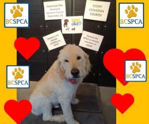dex-spca-2016